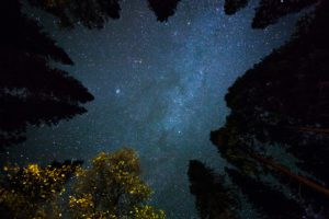 Looking up through the trees at stars